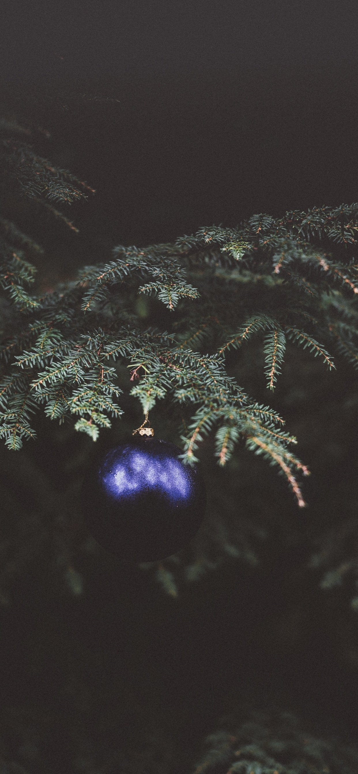 Christmas Day, Fir, Tree, Plant, Christmas. Wallpaper in 1242x2688 Resolution