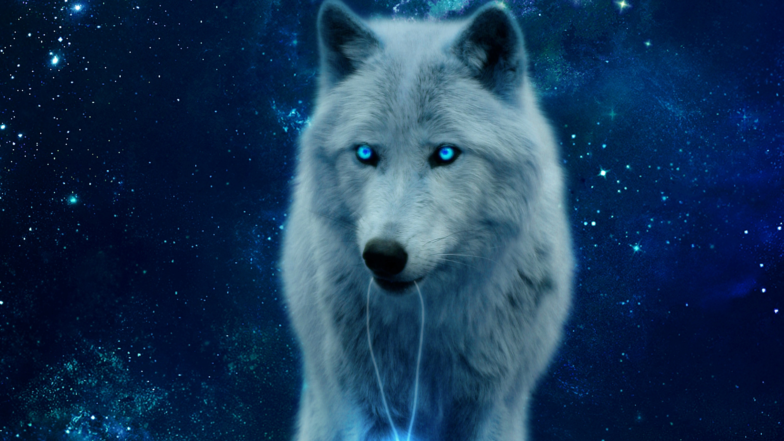 Lobo Blanco Con Fondo Negro. Wallpaper in 2560x1440 Resolution