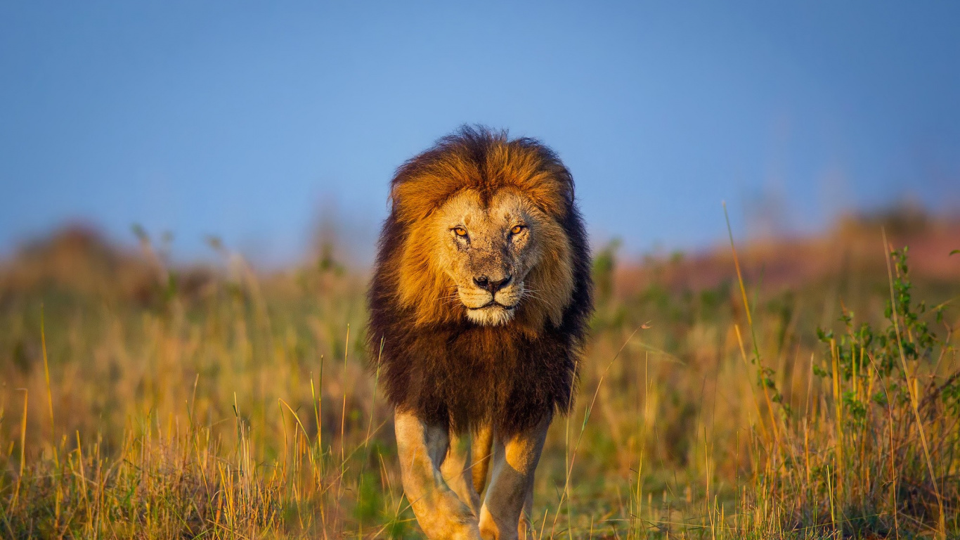 Brown Lion on Green Grass Field During Daytime. Wallpaper in 1366x768 Resolution