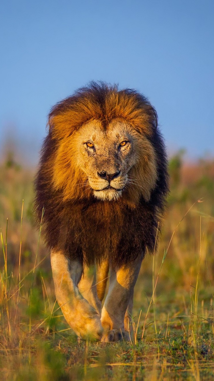 Brown Lion on Green Grass Field During Daytime. Wallpaper in 720x1280 Resolution