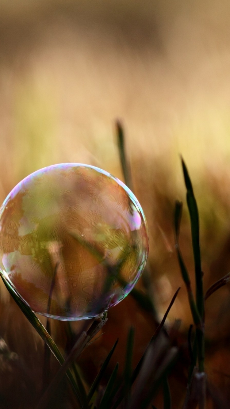 Water Drop on Green Grass During Daytime. Wallpaper in 750x1334 Resolution