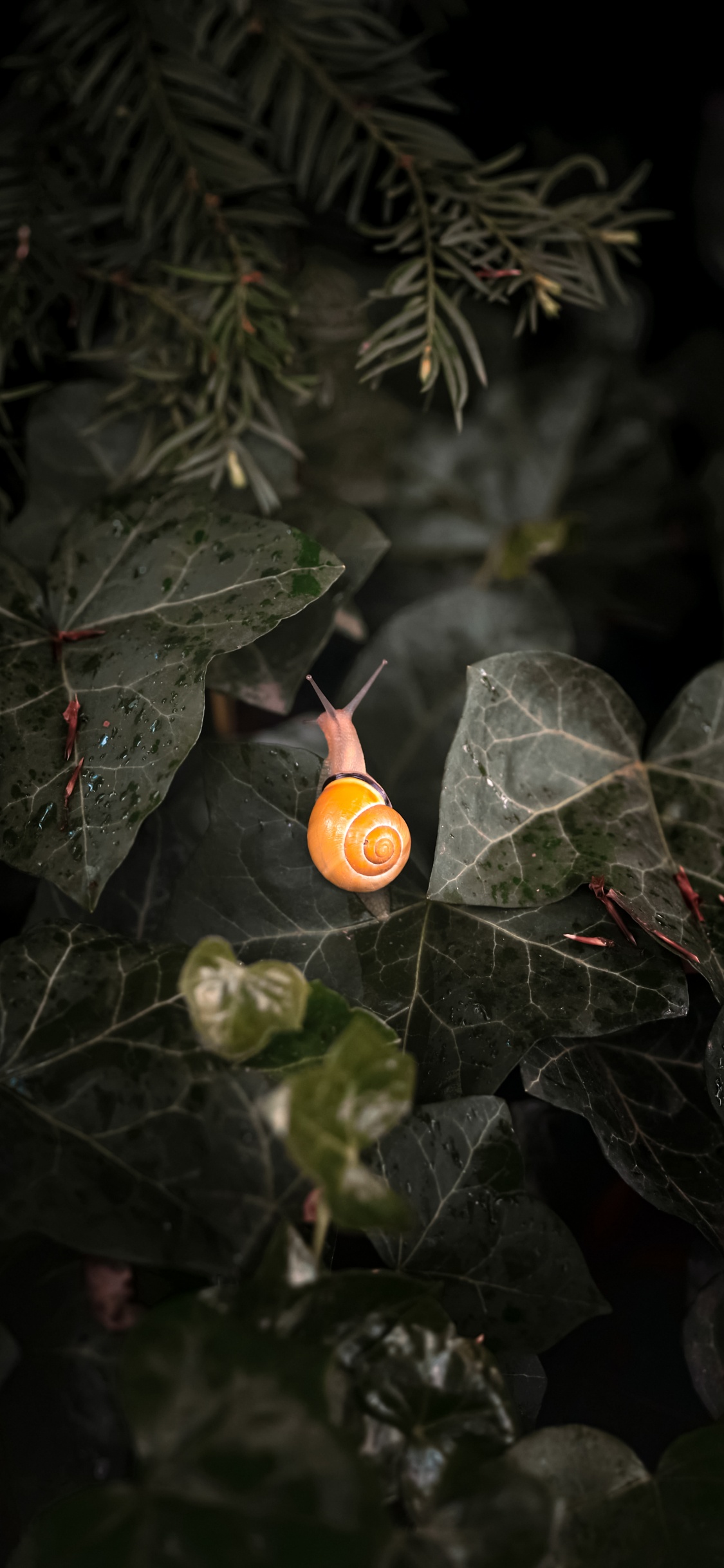 Blatt, Terrestrische Pflanzen, Zweig, Blütenblatt, Blühende Pflanze. Wallpaper in 1125x2436 Resolution