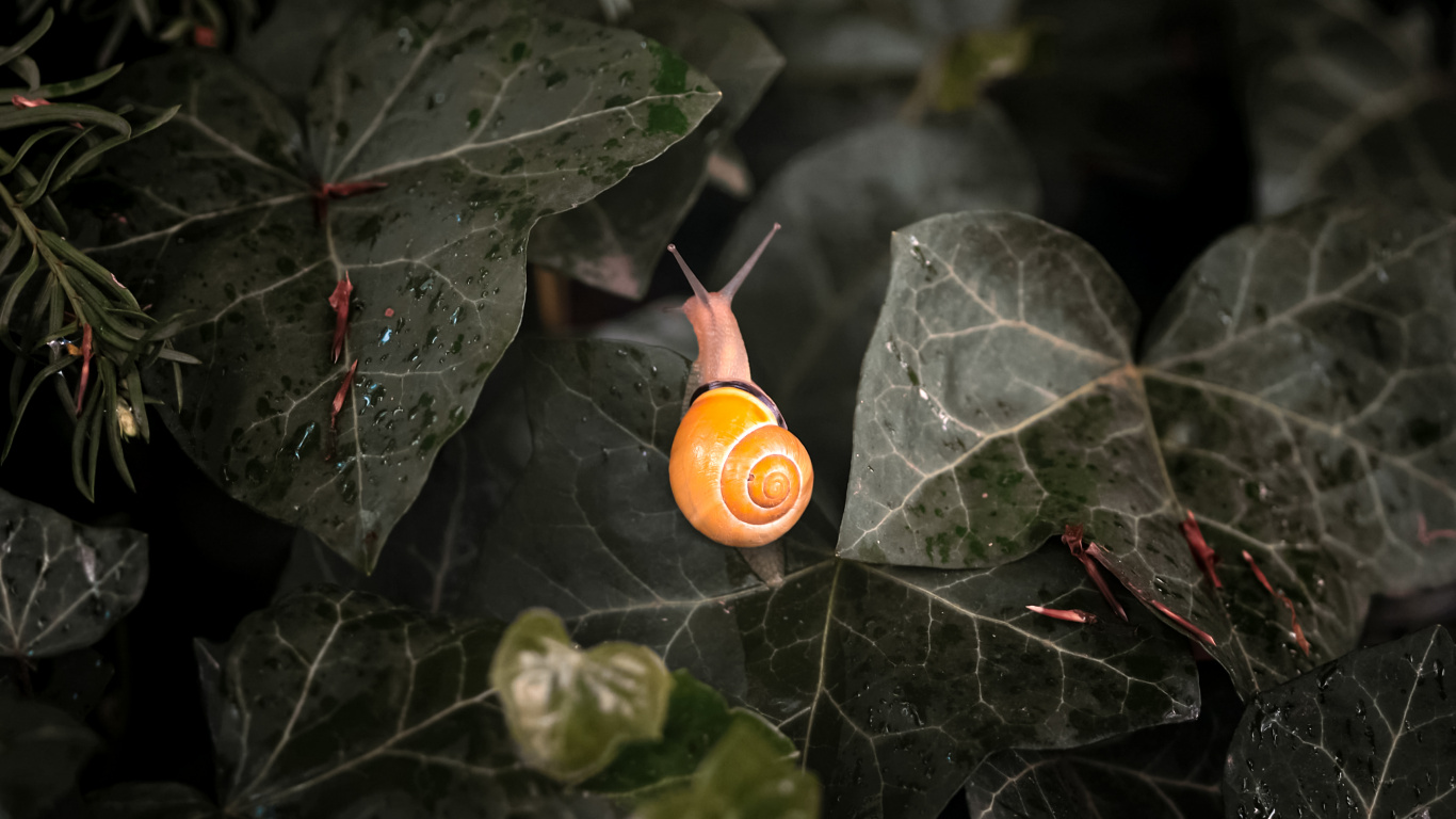 Leaf, Plant, Terrestrial Plant, Twig, Petal. Wallpaper in 1366x768 Resolution