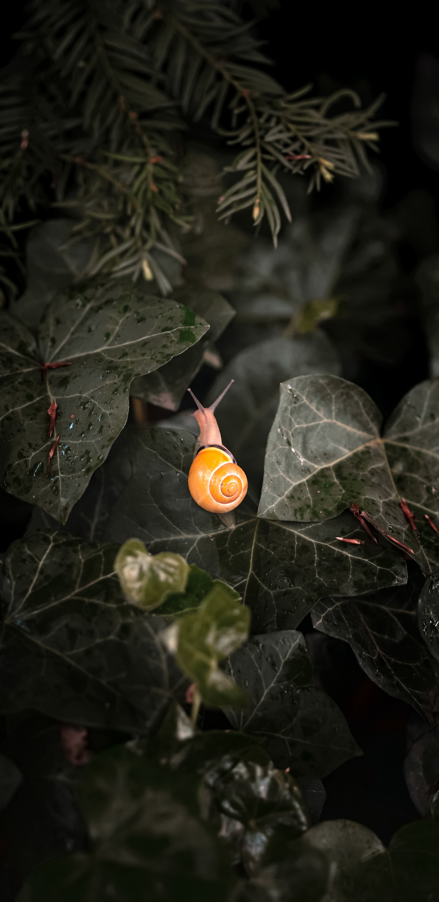 Leaf, Plant, Terrestrial Plant, Twig, Petal. Wallpaper in 1440x2960 Resolution