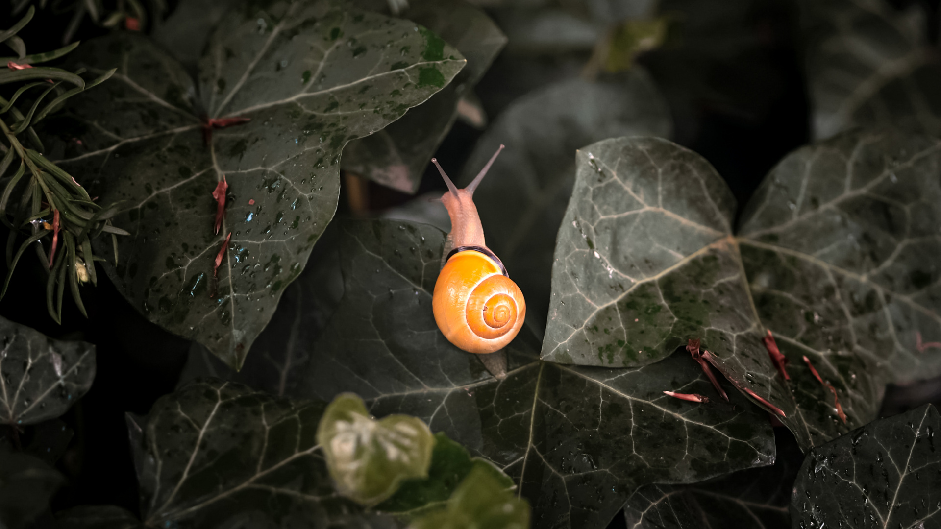 Leaf, Plant, Terrestrial Plant, Twig, Petal. Wallpaper in 1920x1080 Resolution