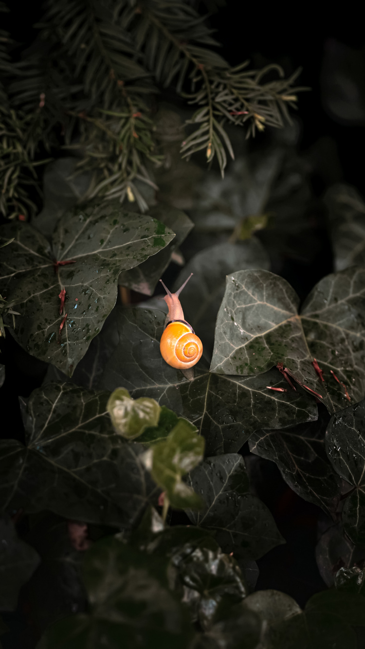 Leaf, Plant, Terrestrial Plant, Twig, Petal. Wallpaper in 750x1334 Resolution