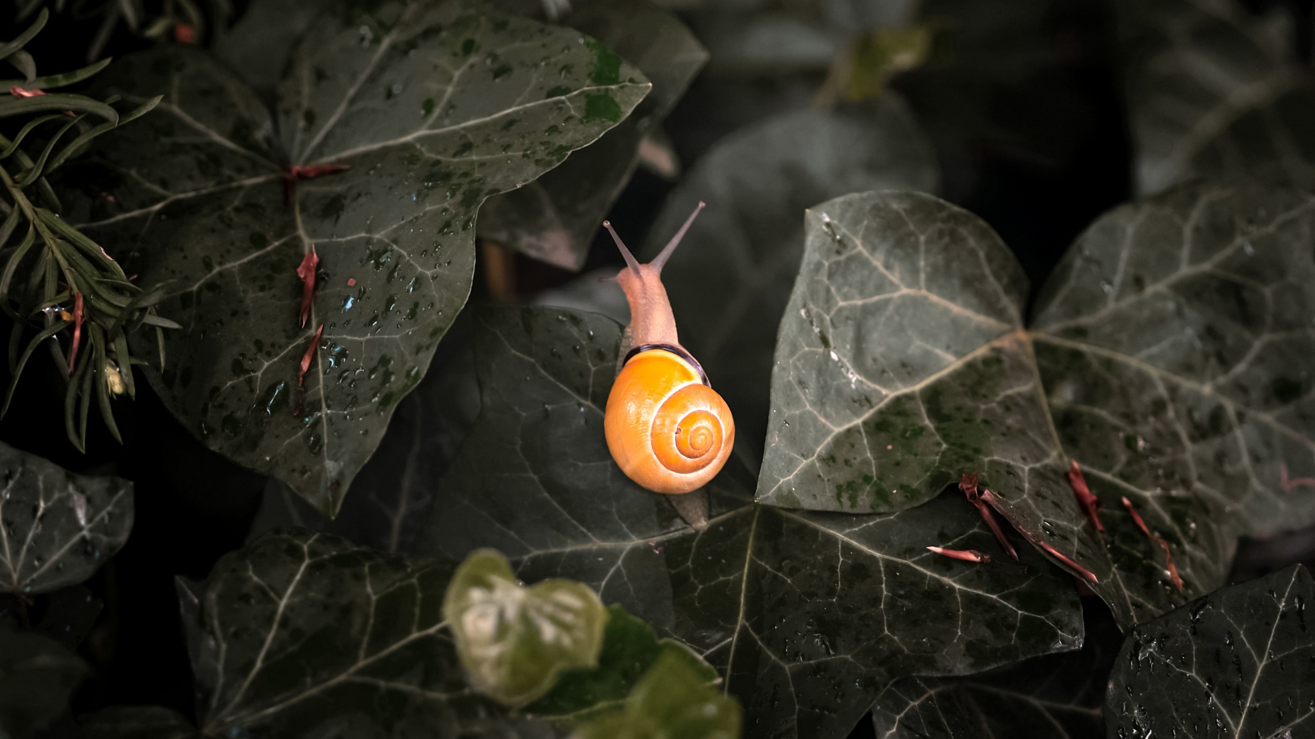 陆地上的植物, 树枝, 显花植物, 木, 草 壁纸 2560x1440 允许