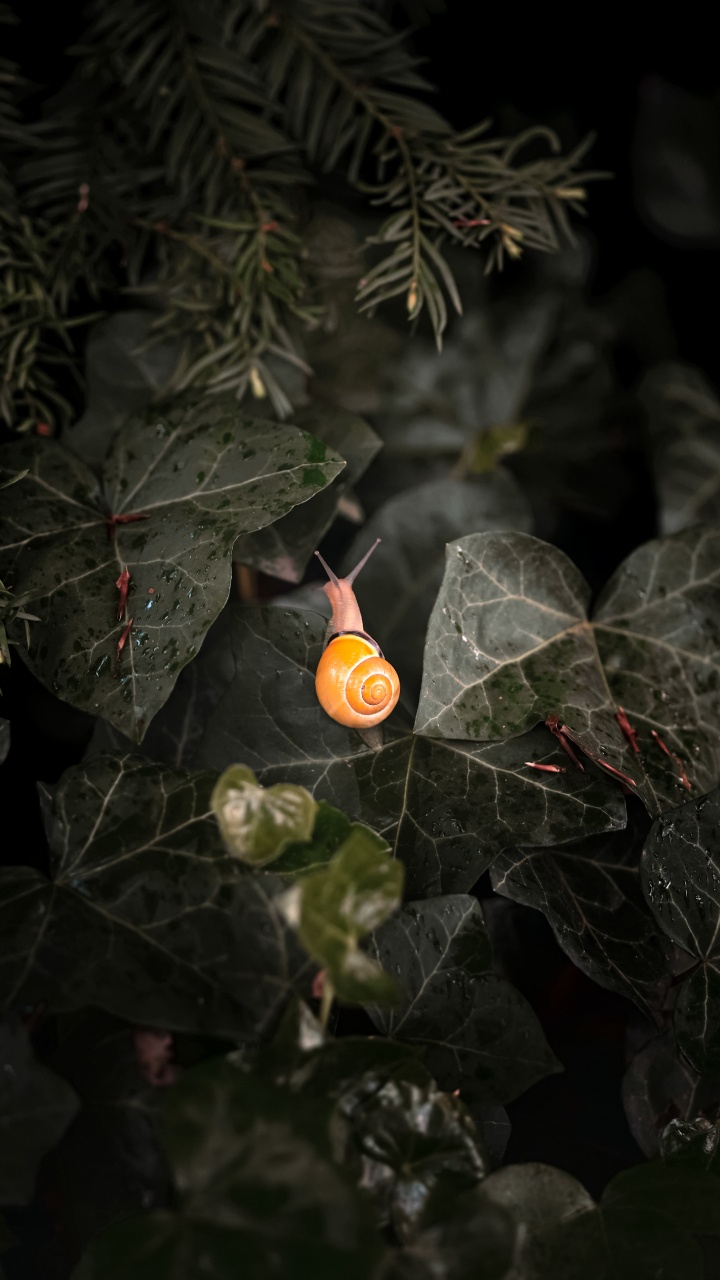 陆地上的植物, 树枝, 显花植物, 木, 草 壁纸 720x1280 允许