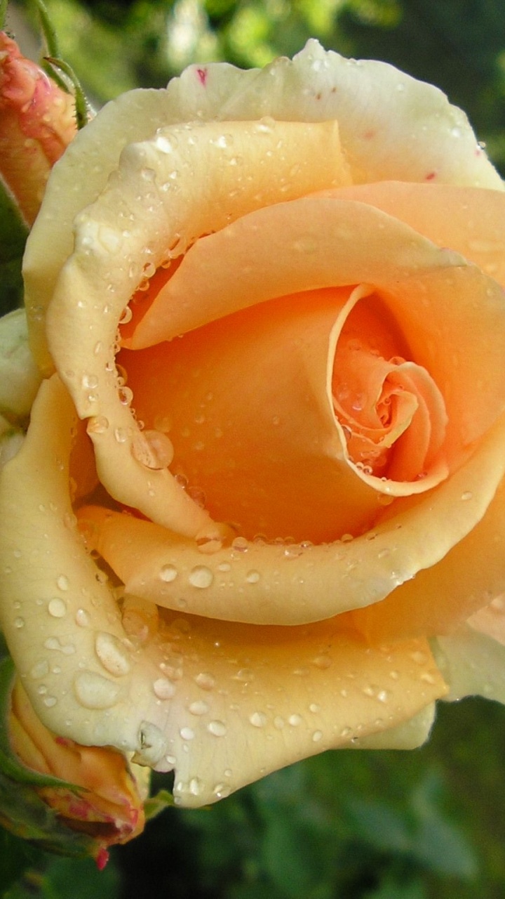 Weiße Rose Mit Wassertropfen. Wallpaper in 720x1280 Resolution