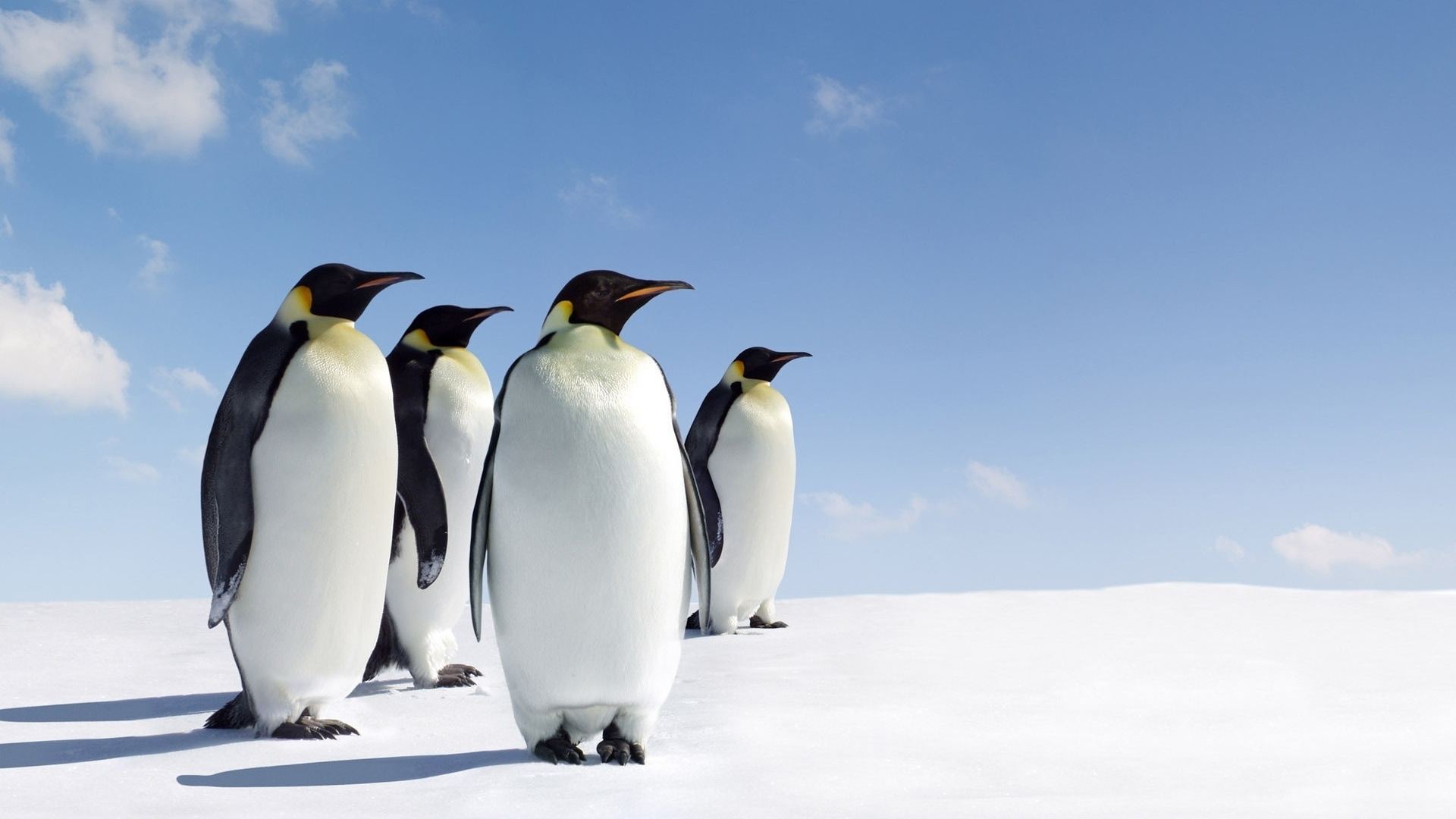 White and Black Penguins on Snow Covered Ground Under Blue Sky During Daytime. Wallpaper in 1920x1080 Resolution