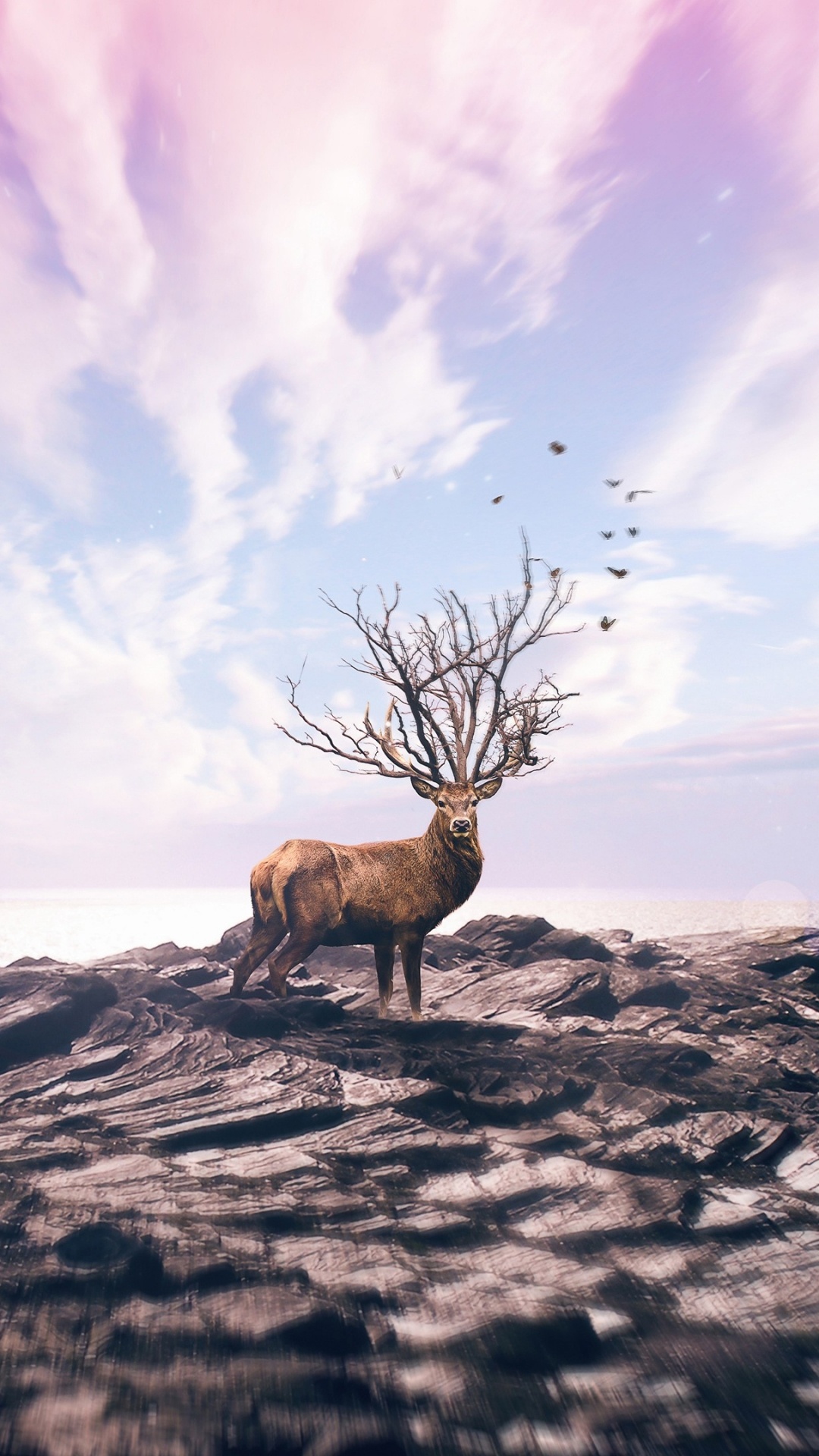 Cerf Brun Sur Une Formation Rocheuse Grise Sous Des Nuages Blancs et un Ciel Bleu Pendant la Journée. Wallpaper in 1080x1920 Resolution