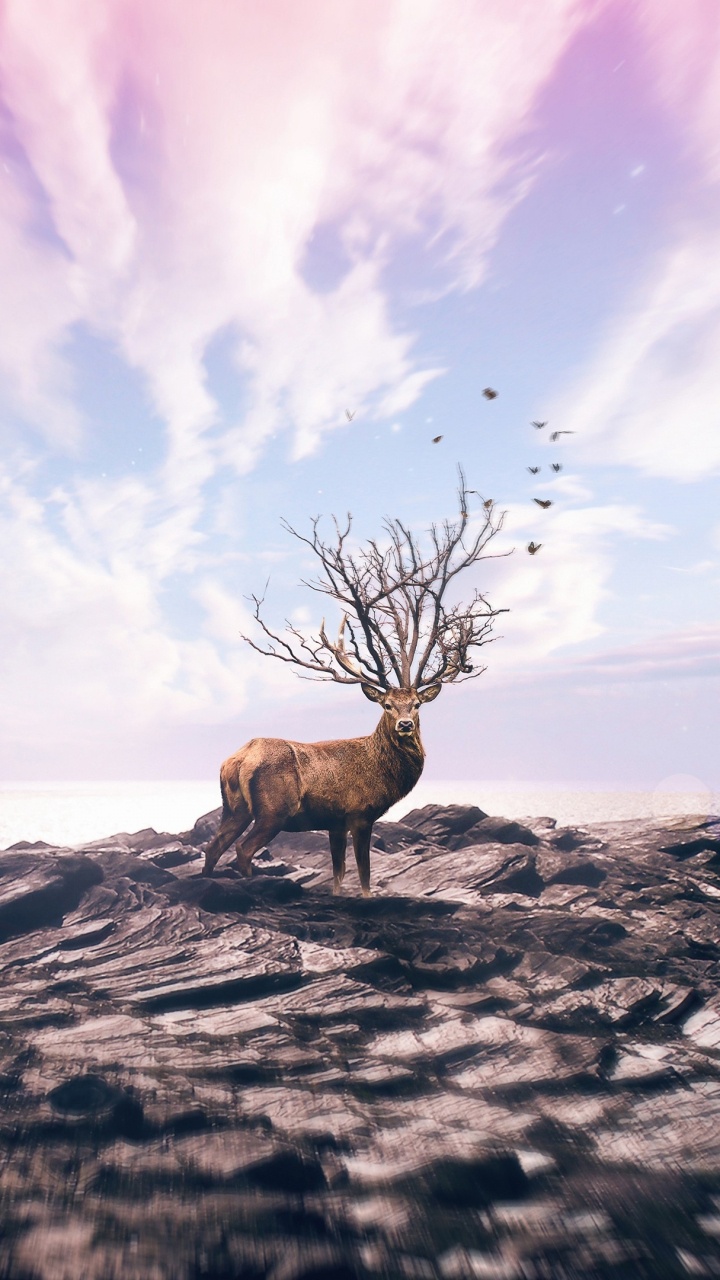 Cerf Brun Sur Une Formation Rocheuse Grise Sous Des Nuages Blancs et un Ciel Bleu Pendant la Journée. Wallpaper in 720x1280 Resolution