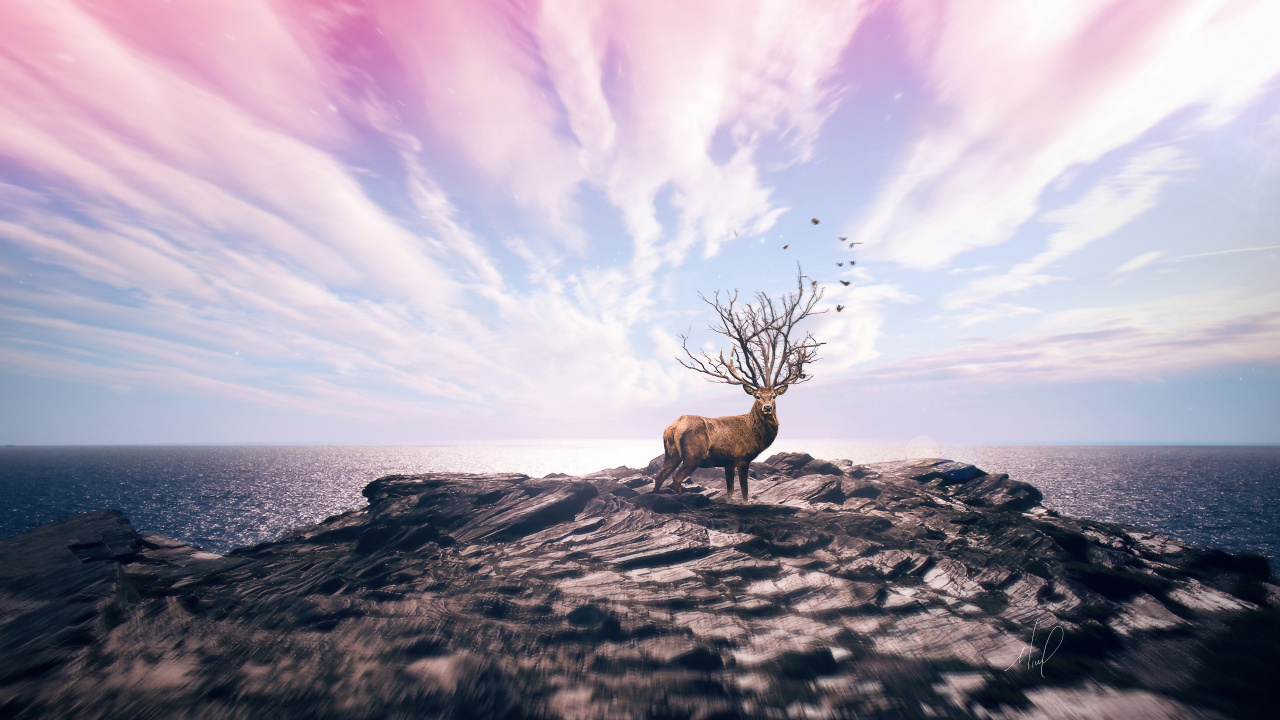 Brown Deer on Gray Rock Formation Under White Clouds and Blue Sky During Daytime. Wallpaper in 1280x720 Resolution