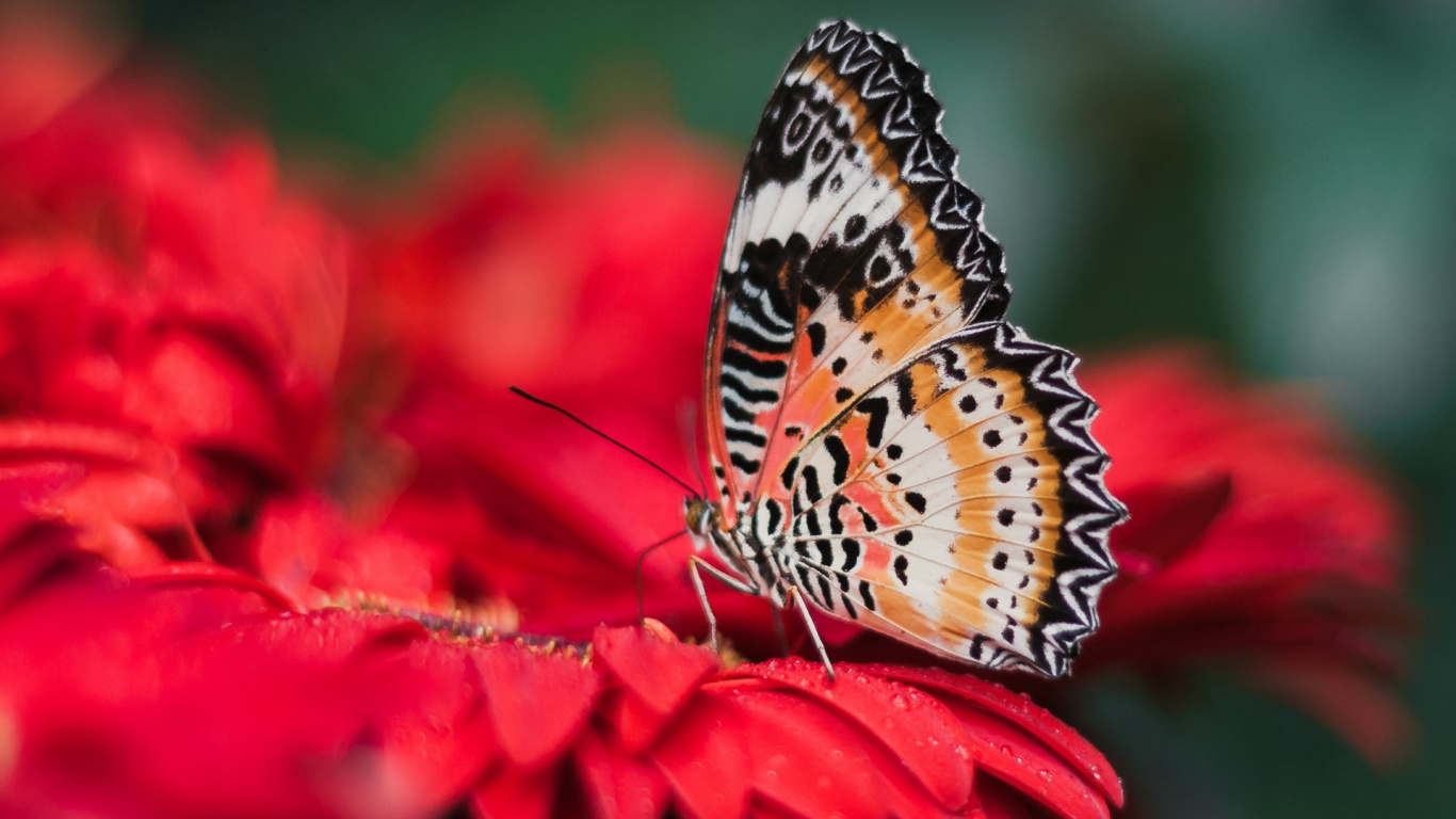 Mariposa Marrón y Negra Sobre Flor Roja. Wallpaper in 1366x768 Resolution