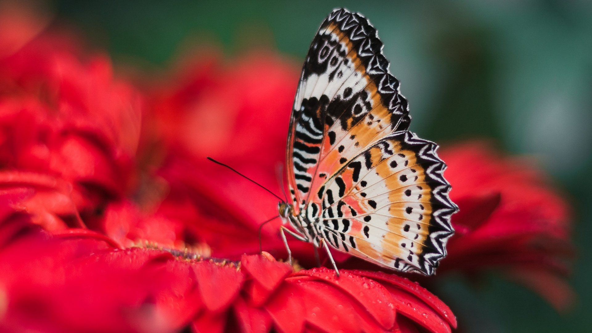 Brauner Und Schwarzer Schmetterling Auf Roter Blume. Wallpaper in 1920x1080 Resolution