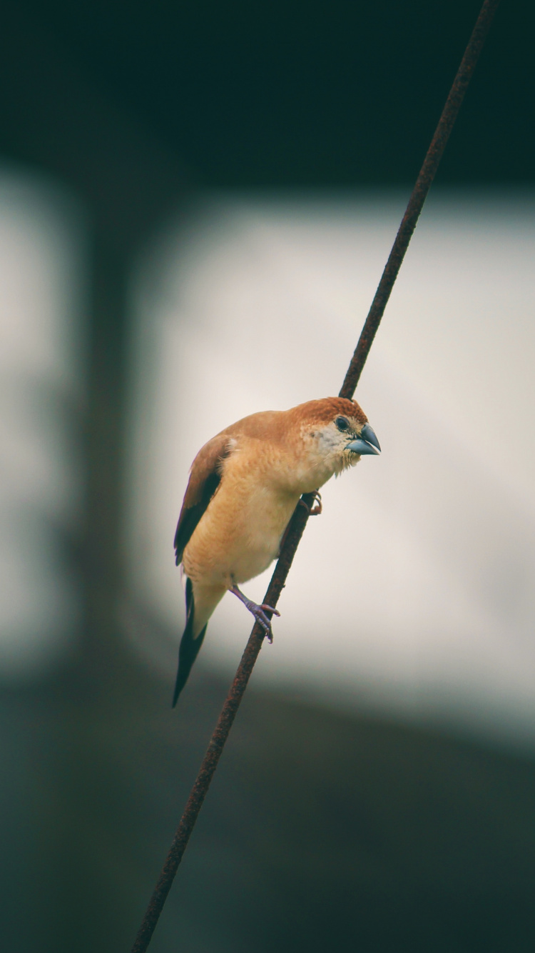 Brown and Blue Bird on Black Wire. Wallpaper in 750x1334 Resolution
