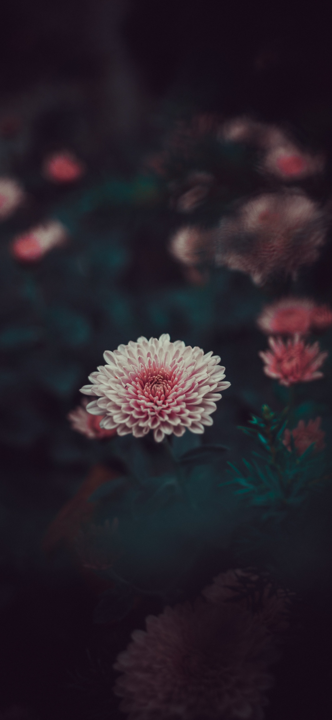 Fleur Rose et Blanche Dans L'objectif à Décentrement. Wallpaper in 1125x2436 Resolution