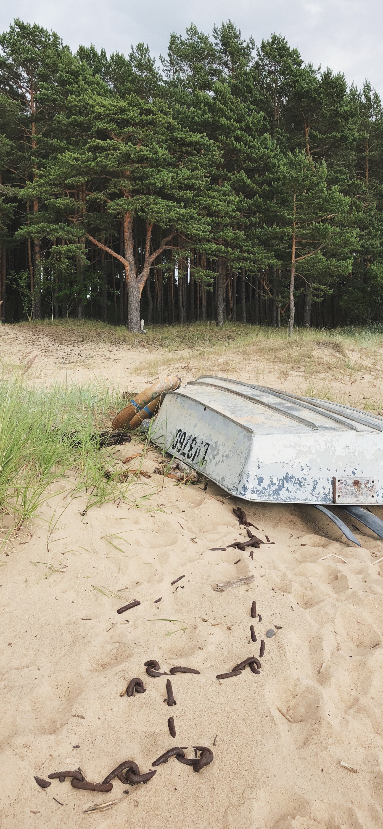 Arena, Agua, la Comunidad Vegetal, Biología, Ciencia. Wallpaper in 1242x2688 Resolution