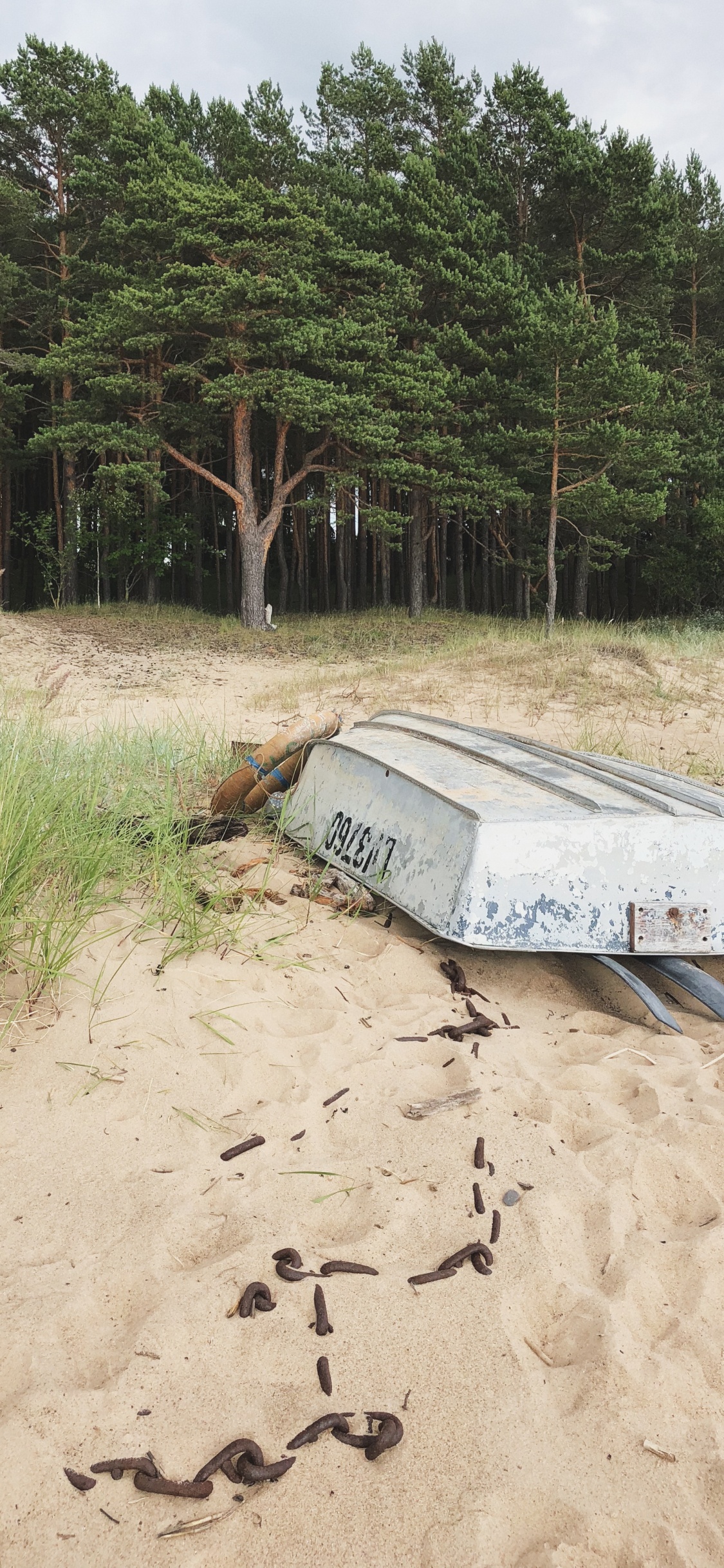 Sand, Eau, Plante de la Communauté, Biologie, Sciences. Wallpaper in 1125x2436 Resolution