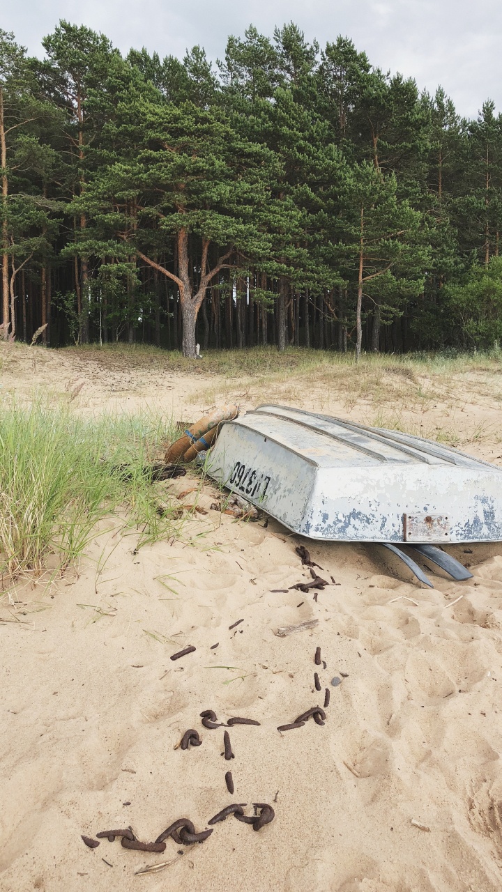 Sand, Wasser, Pflanzen-Gemeinschaft, Biologie, Wissenschaft. Wallpaper in 720x1280 Resolution