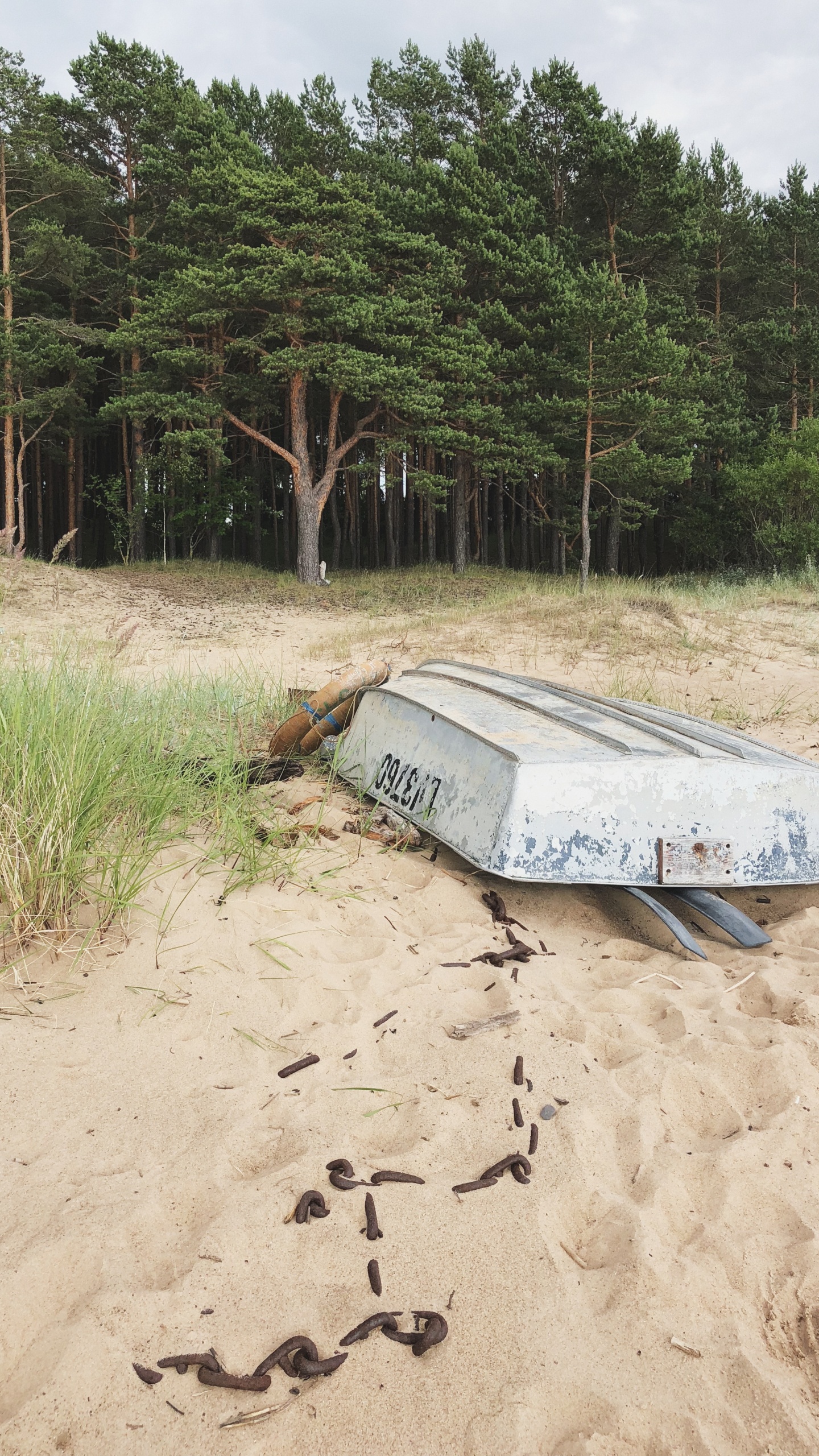 Sand, Water, Plant Community, Biology, Science. Wallpaper in 1440x2560 Resolution