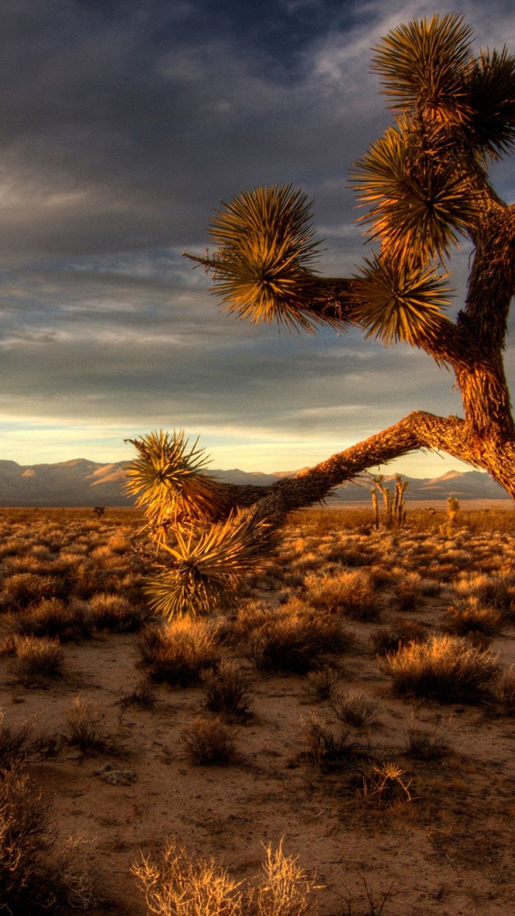 Brauner Kahler Baum Auf Brauner Wiese Unter Bewölktem Himmel Tagsüber. Wallpaper in 750x1334 Resolution