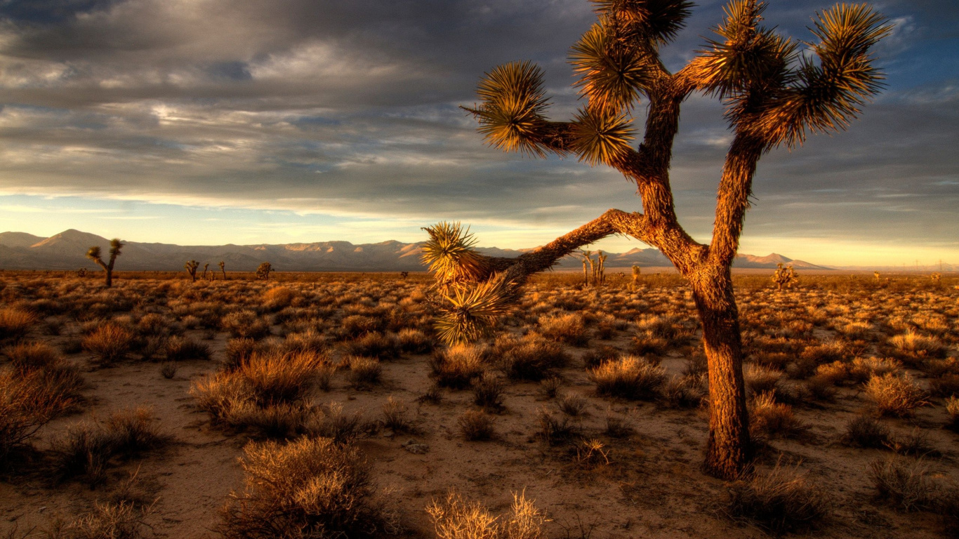 Brown Leafless Tree on Brown Grass Field Under Cloudy Sky During Daytime. Wallpaper in 1366x768 Resolution