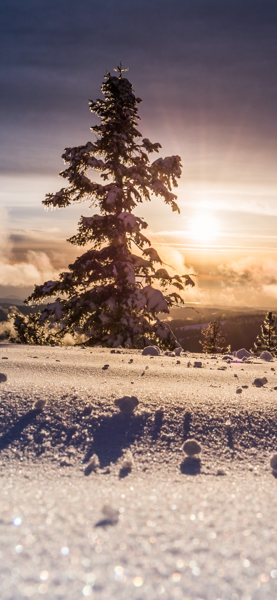 Ambiente, Paisaje Natural, la Luz Del Sol, Alerce, Nieve. Wallpaper in 1125x2436 Resolution