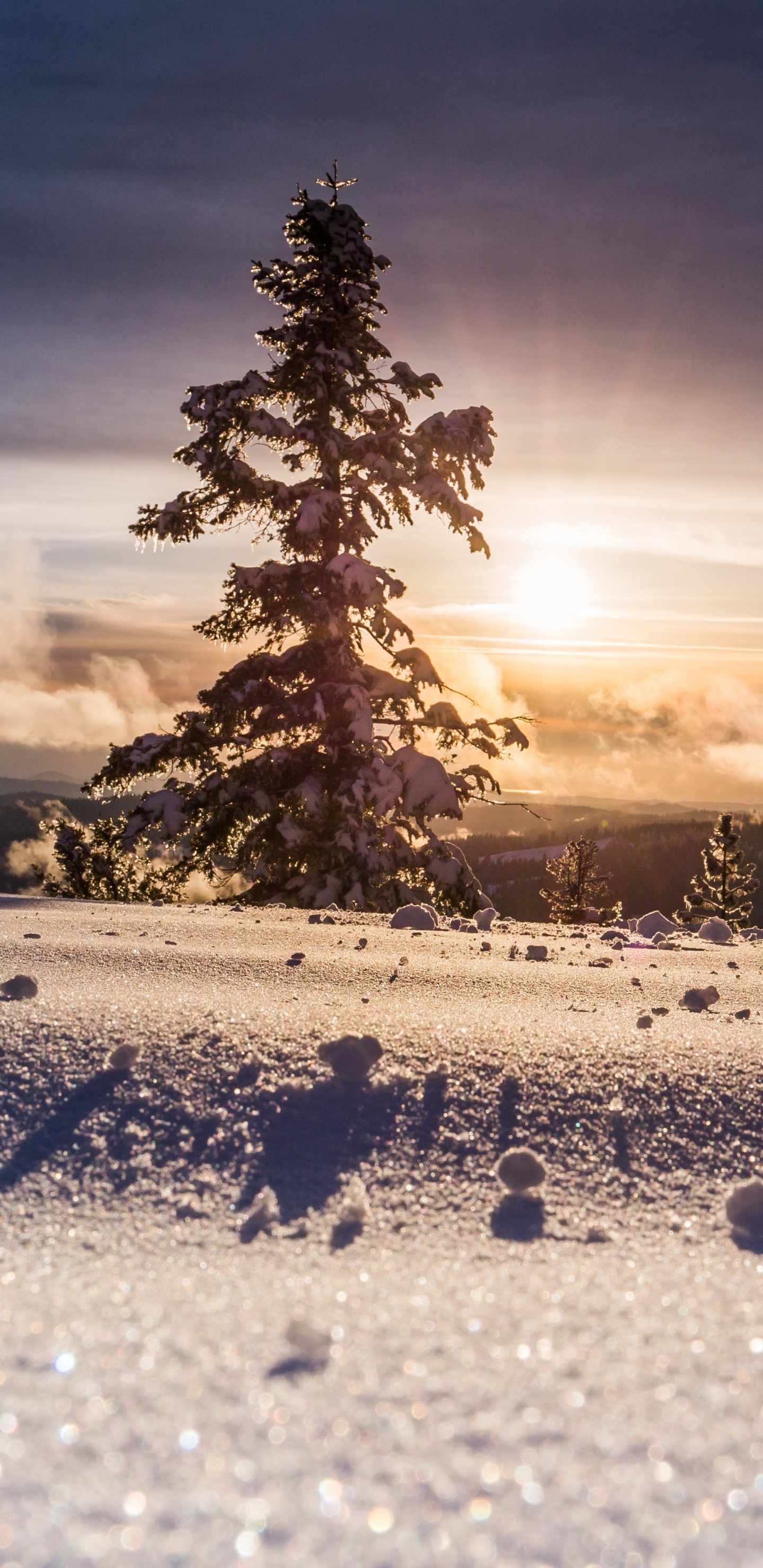 Ambiente, Paisaje Natural, la Luz Del Sol, Alerce, Nieve. Wallpaper in 1440x2960 Resolution