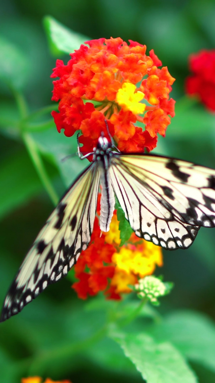 花蜜, 昆虫, 飞蛾和蝴蝶, 帝王蝶, Pieridae 壁纸 750x1334 允许