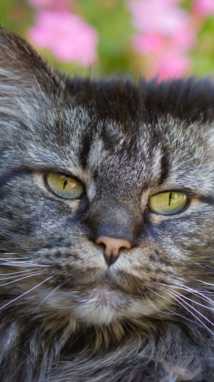 Chat Noir et Marron Sur Champ de Fleurs Roses. Wallpaper in 750x1334 Resolution