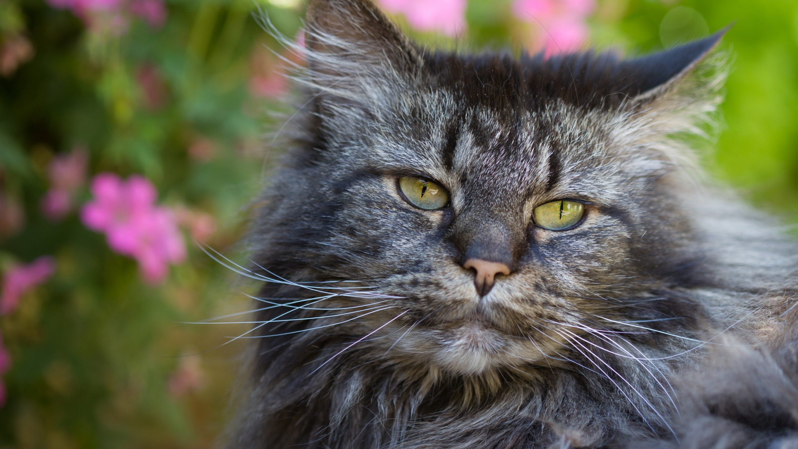 Gato Negro y Marrón en el Campo de Flores Rosadas. Wallpaper in 2560x1440 Resolution