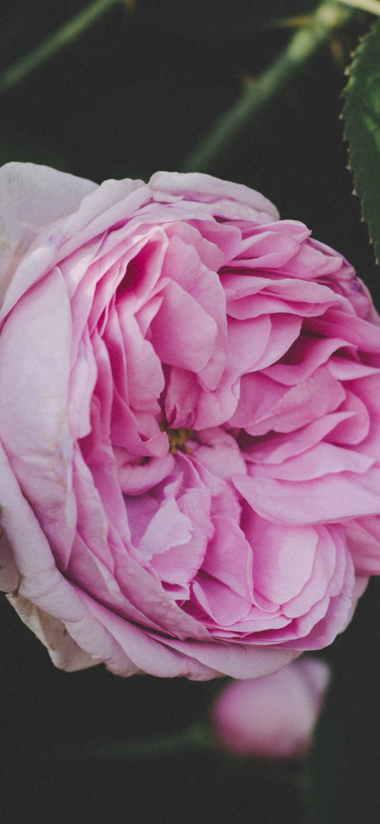 Rose Rose en Fleurs Pendant la Journée. Wallpaper in 1242x2688 Resolution
