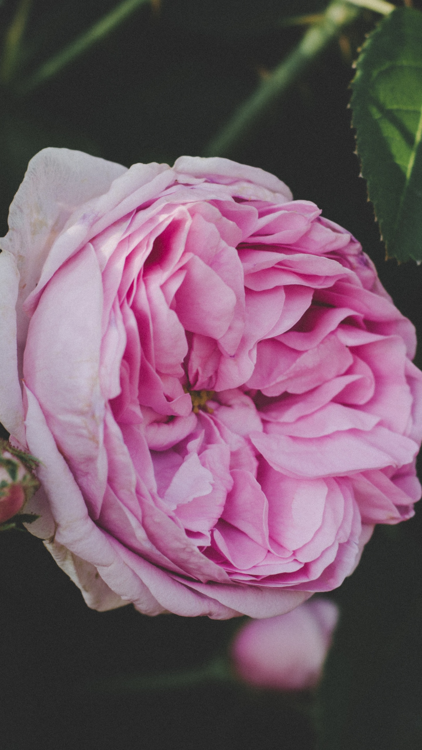 Rose Rose en Fleurs Pendant la Journée. Wallpaper in 1440x2560 Resolution