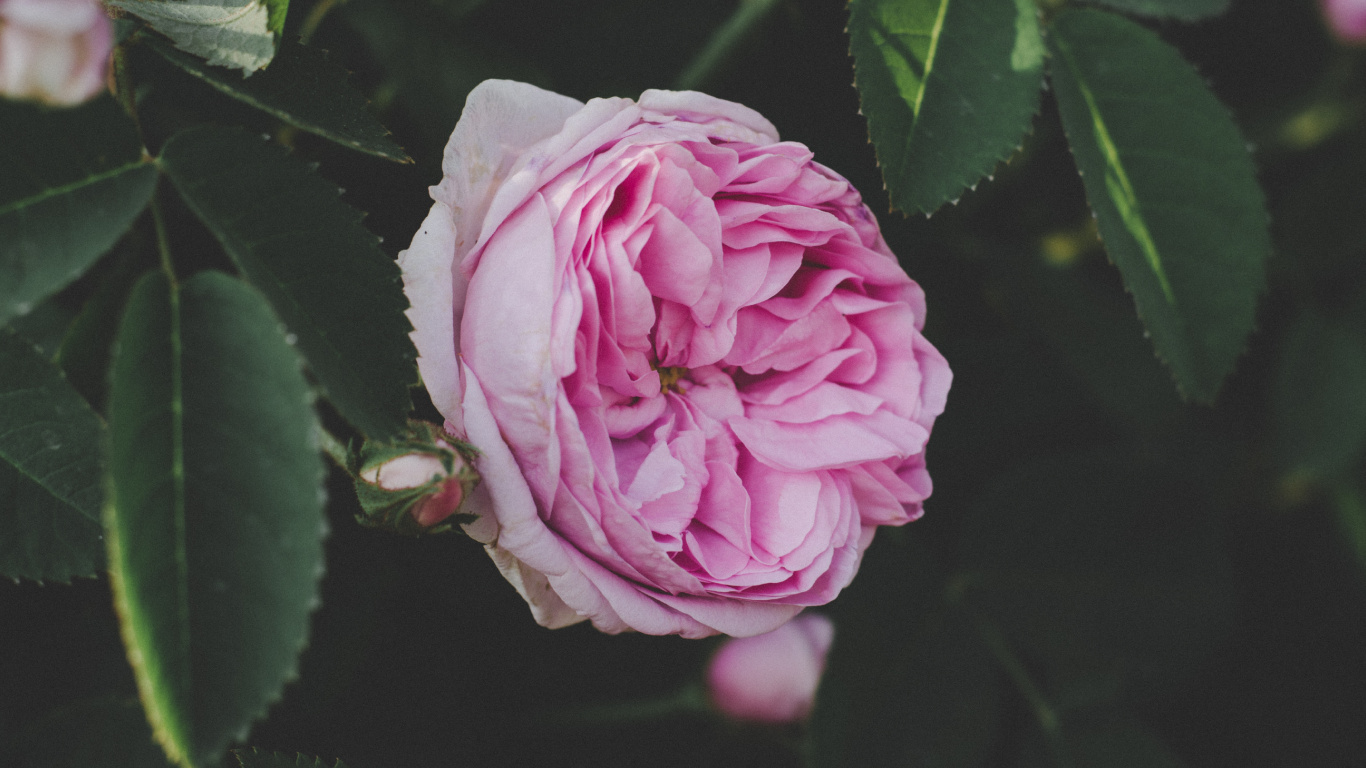 显花植物, 粉红色, 玫瑰花园, 玫瑰家庭, 多花 壁纸 1366x768 允许