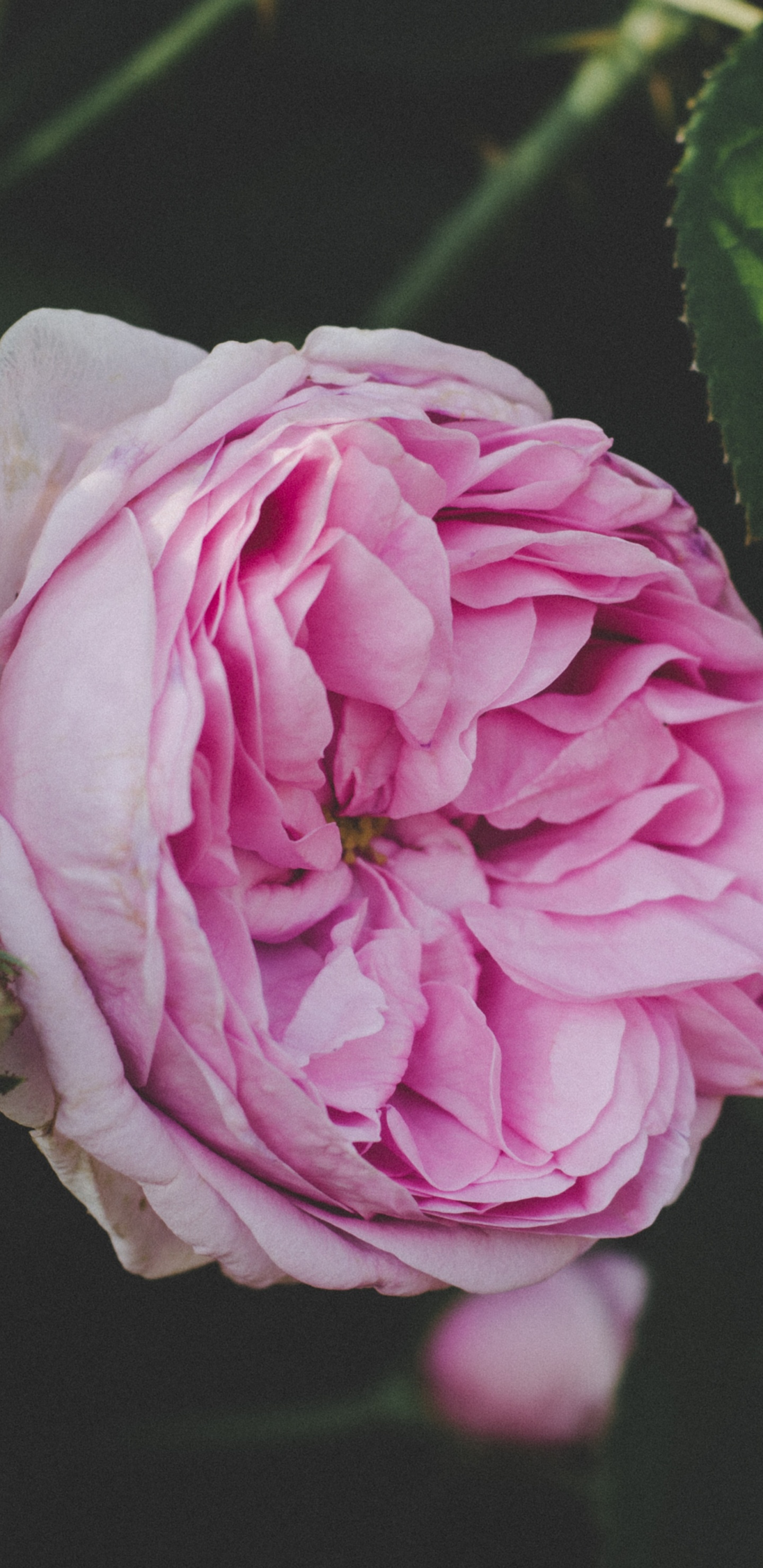 显花植物, 粉红色, 玫瑰花园, 玫瑰家庭, 多花 壁纸 1440x2960 允许