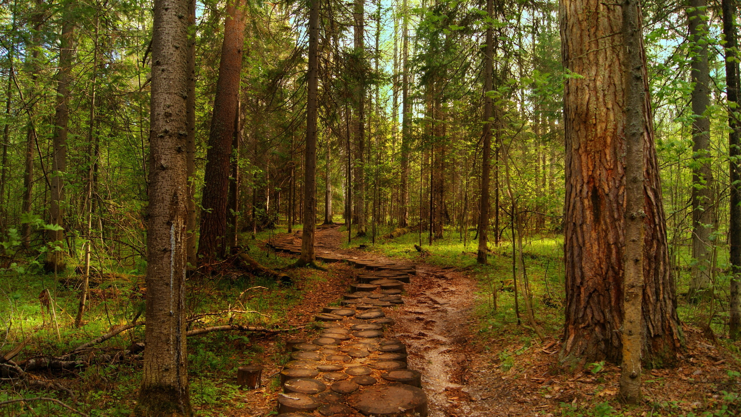 Brown Pathway Between Green Trees During Daytime. Wallpaper in 2560x1440 Resolution