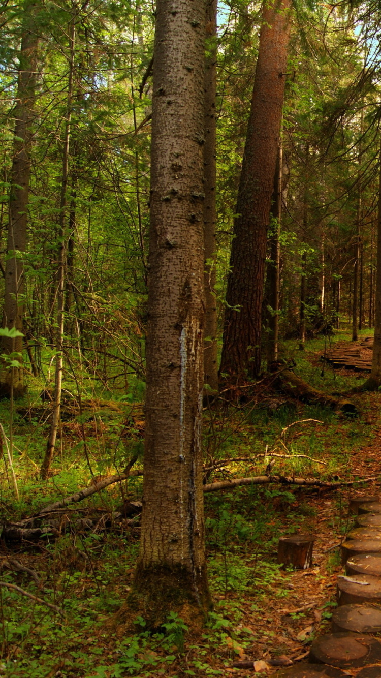 Camino Marrón Entre Árboles Verdes Durante el Día. Wallpaper in 750x1334 Resolution