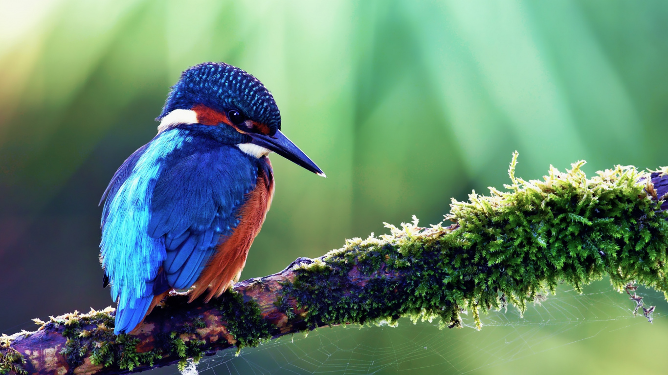 鸟, 野生动物, Coraciiformes, 蓝鸟, 翠鸟 壁纸 1366x768 允许