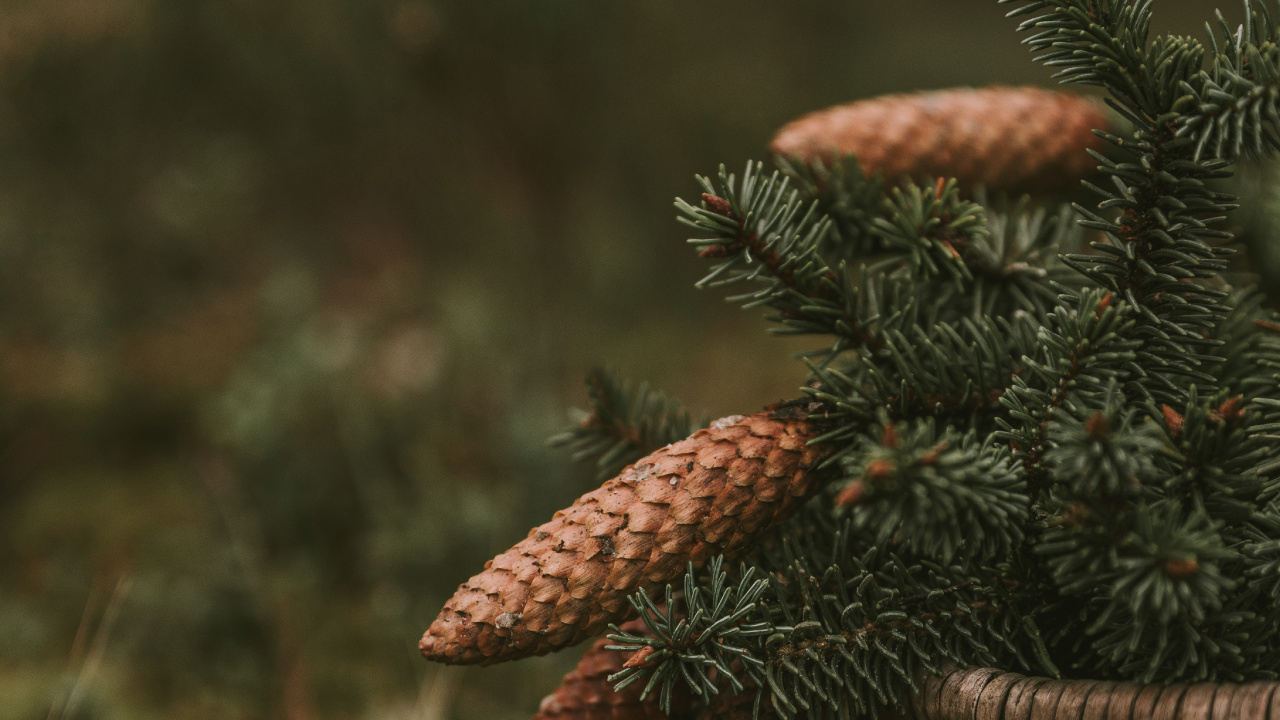 Végétation, Fermer, Biome, Famille Des Pins, Conifère à Cône. Wallpaper in 1280x720 Resolution