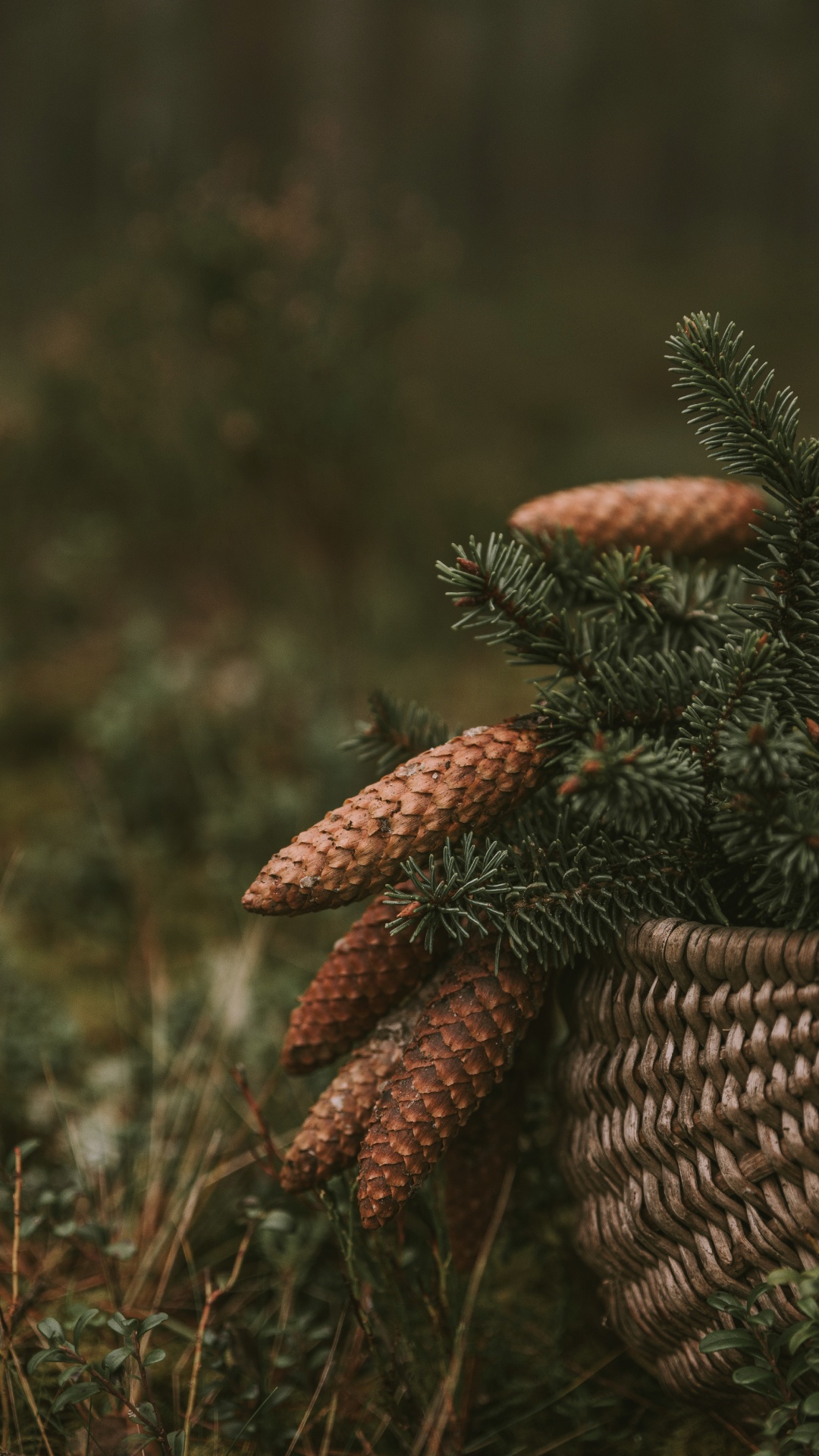 Vegetation, Close Up, Tierwelt, Biome, Familie Kiefer. Wallpaper in 1080x1920 Resolution