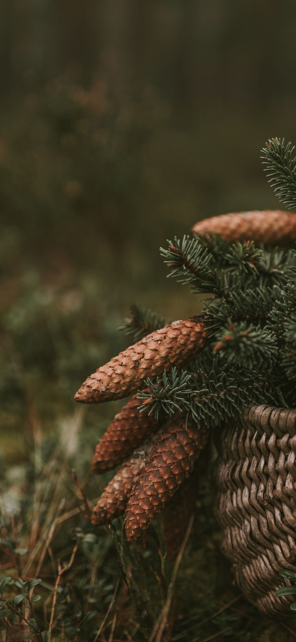 Vegetation, Close Up, Tierwelt, Biome, Familie Kiefer. Wallpaper in 1125x2436 Resolution