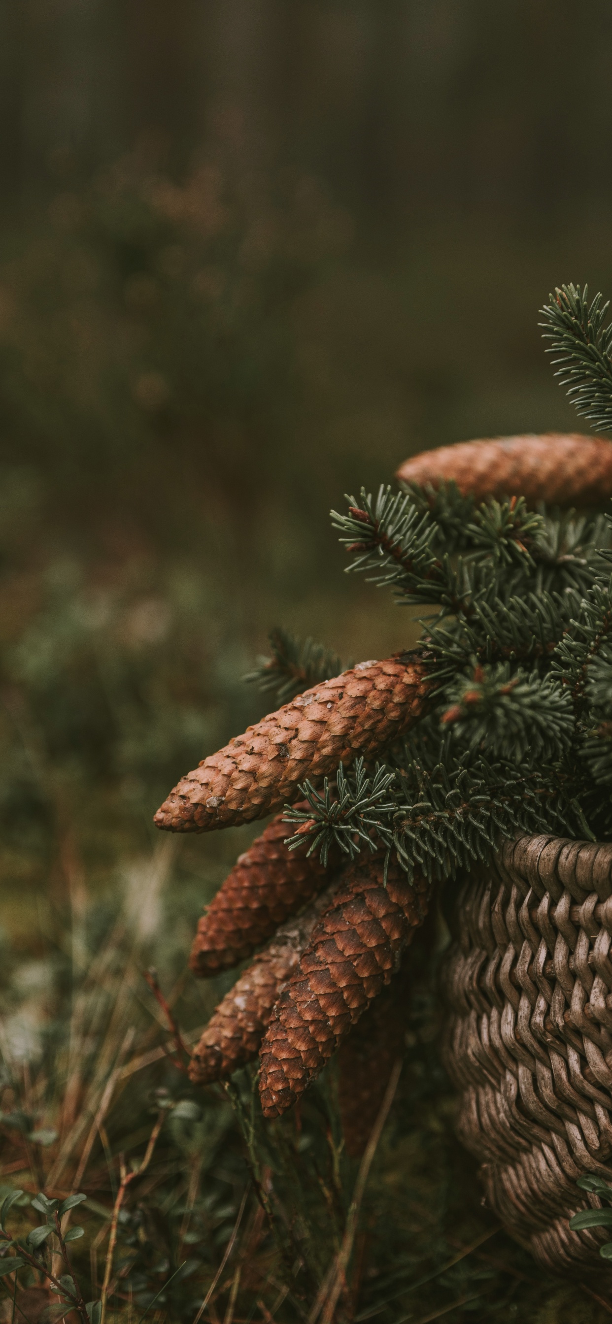Vegetation, Close Up, Tierwelt, Biome, Familie Kiefer. Wallpaper in 1242x2688 Resolution