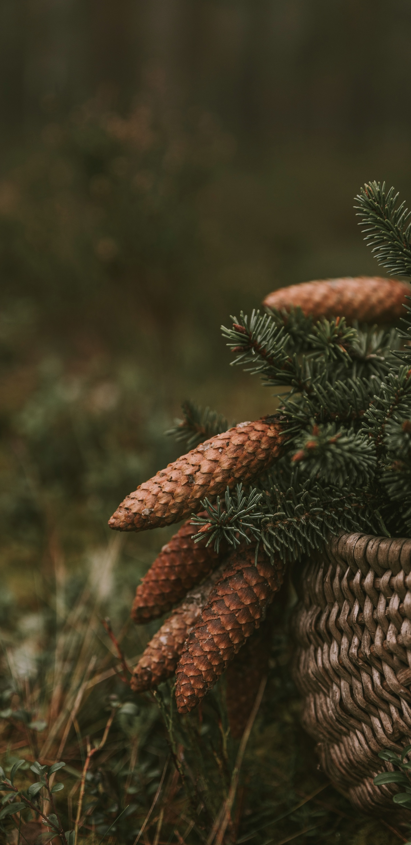 Vegetation, Close Up, Plant, Wildlife, Biome. Wallpaper in 1440x2960 Resolution