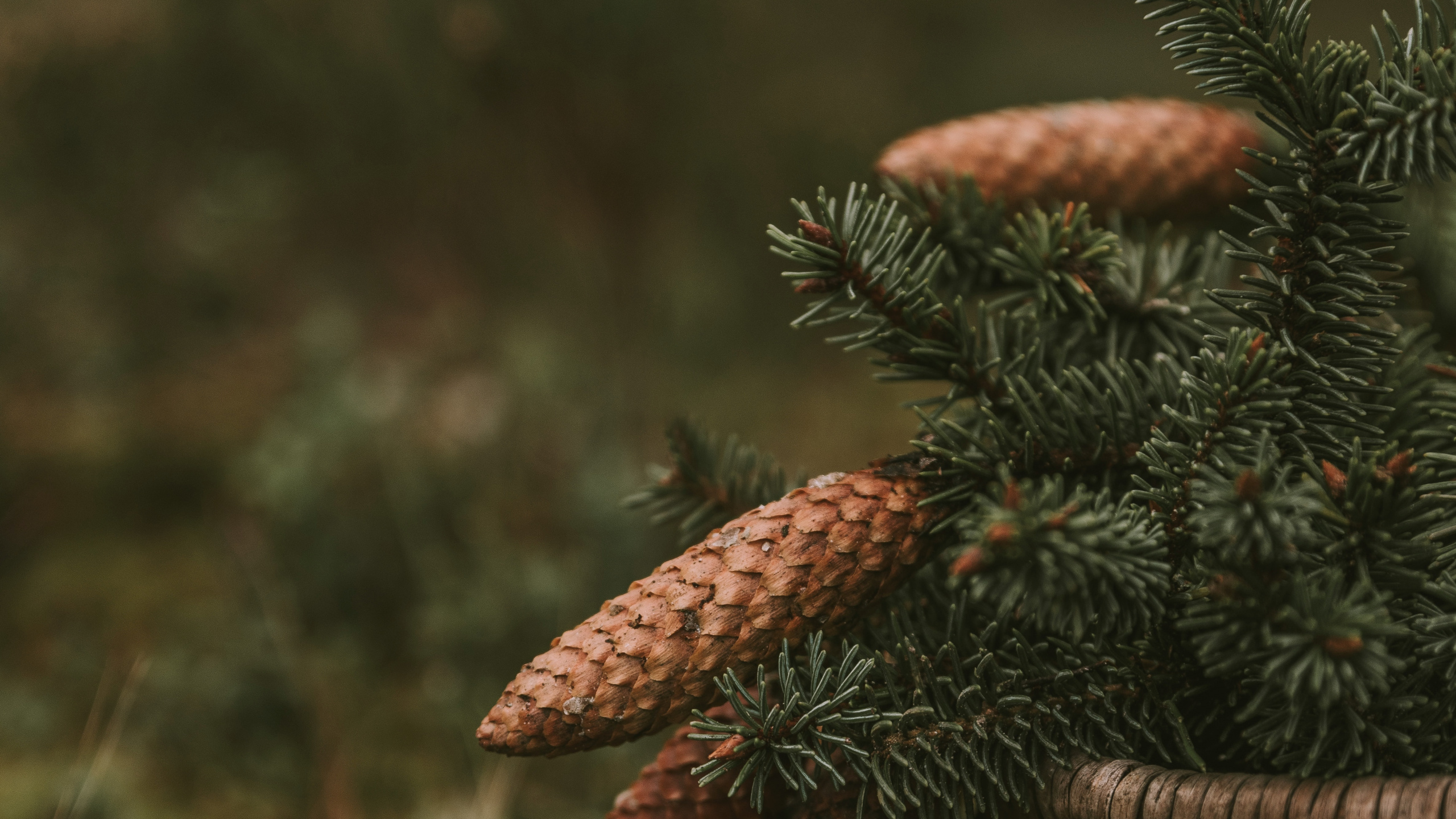 Vegetation, Close Up, Plant, Wildlife, Biome. Wallpaper in 2560x1440 Resolution