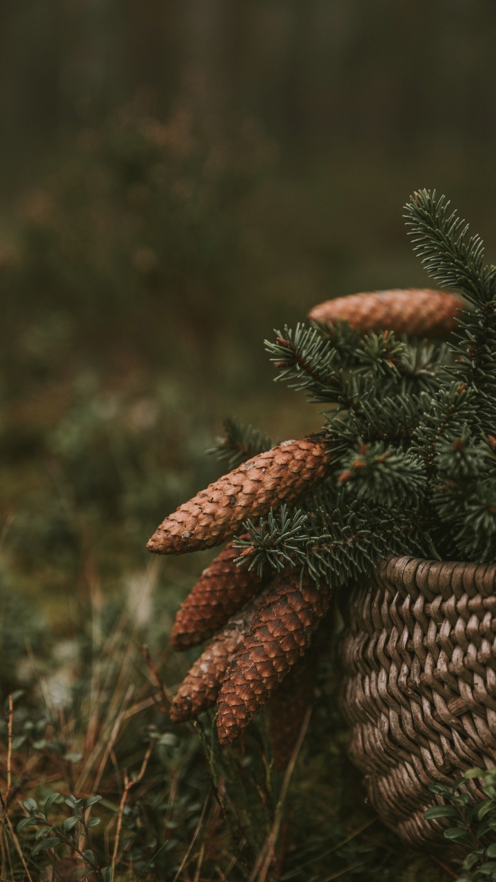 Vegetation, Close Up, Plant, Wildlife, Biome. Wallpaper in 720x1280 Resolution