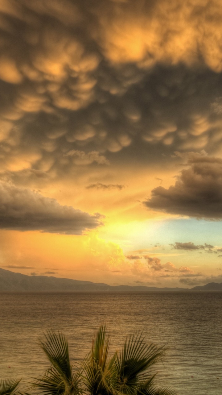 Green Palm Tree Near Sea During Sunset. Wallpaper in 720x1280 Resolution