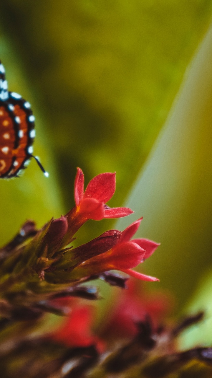 Schwarz-weißer Schmetterling Auf Roter Blume. Wallpaper in 720x1280 Resolution
