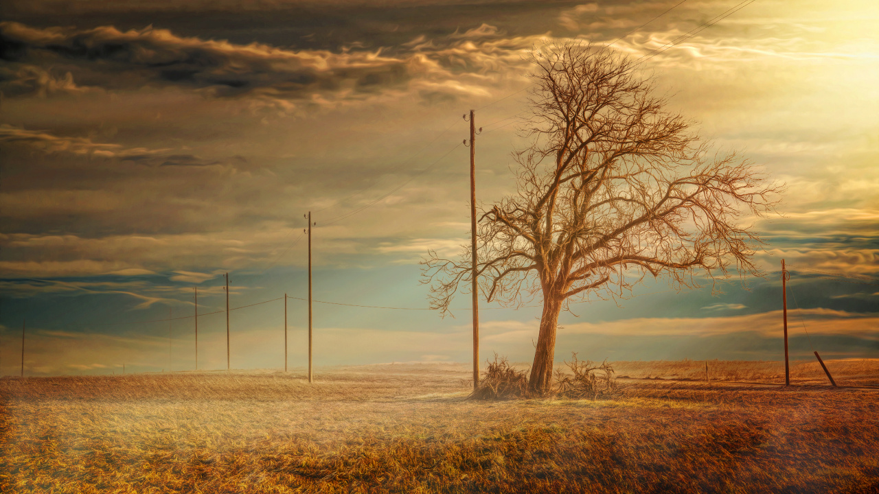 Árbol Sin Hojas en Campo de Hierba Marrón Bajo un Cielo Nublado Durante el Día. Wallpaper in 1280x720 Resolution