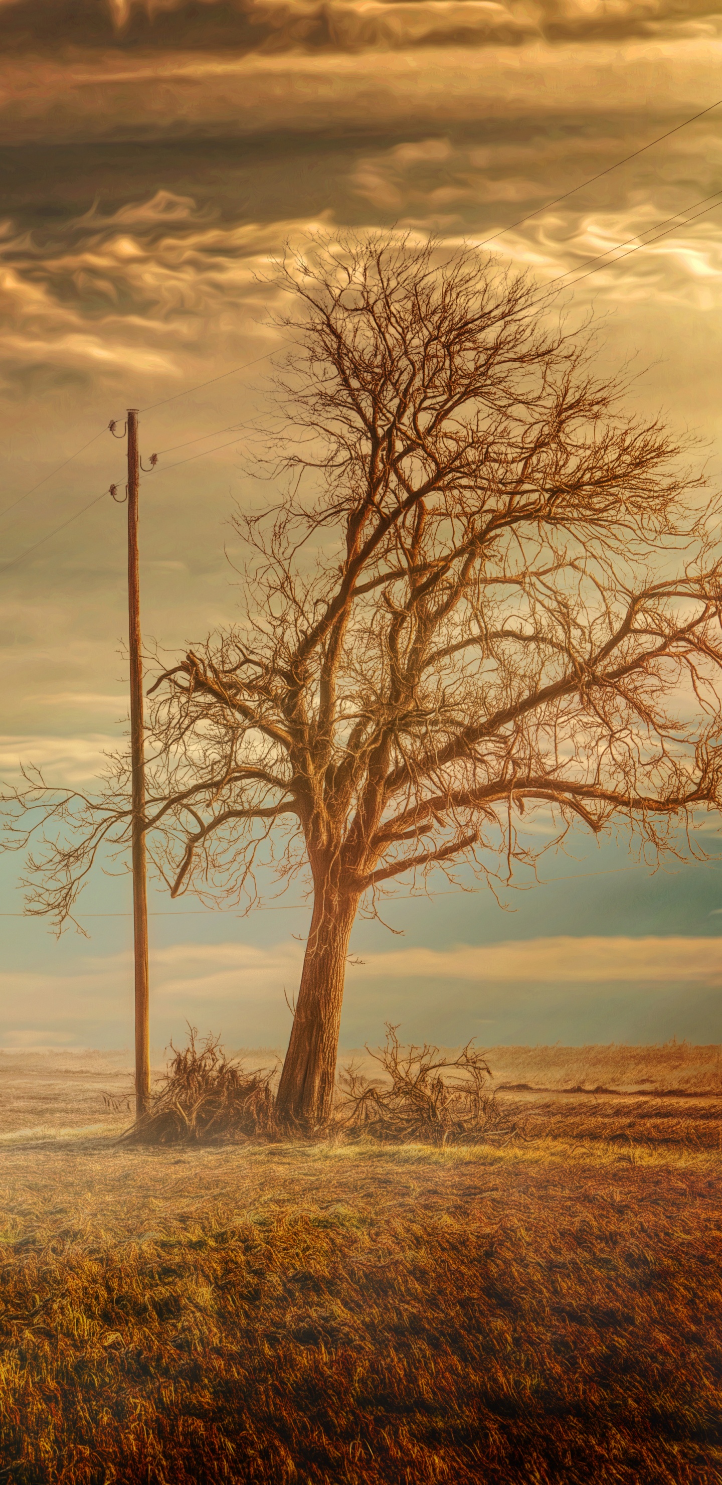 Árbol Sin Hojas en Campo de Hierba Marrón Bajo un Cielo Nublado Durante el Día. Wallpaper in 1440x2960 Resolution